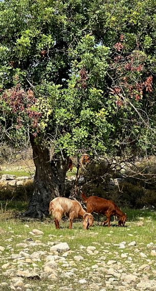 Agro-diversity route Nature Trail in Anogyra Village